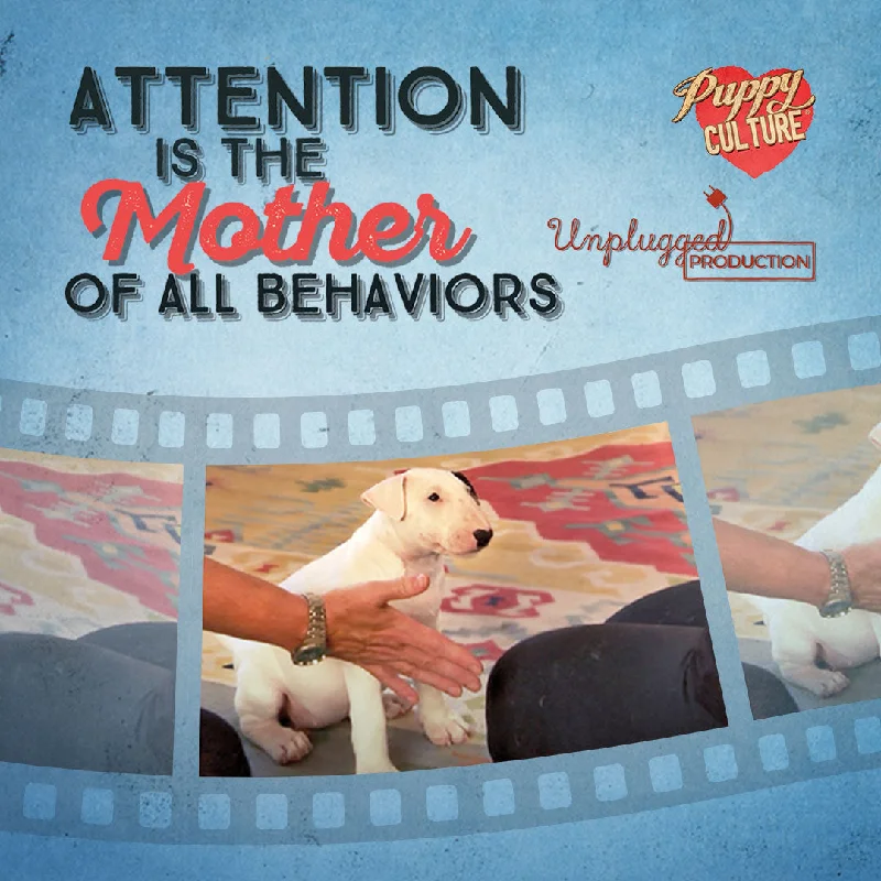 Attention Is the Mother of All Behaviors