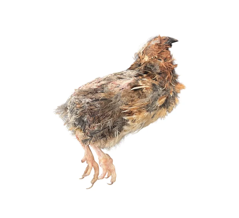 Raw Whole Prey Quail