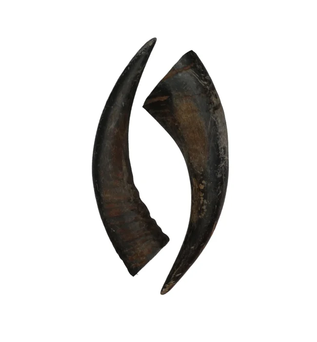 Carabao Horn